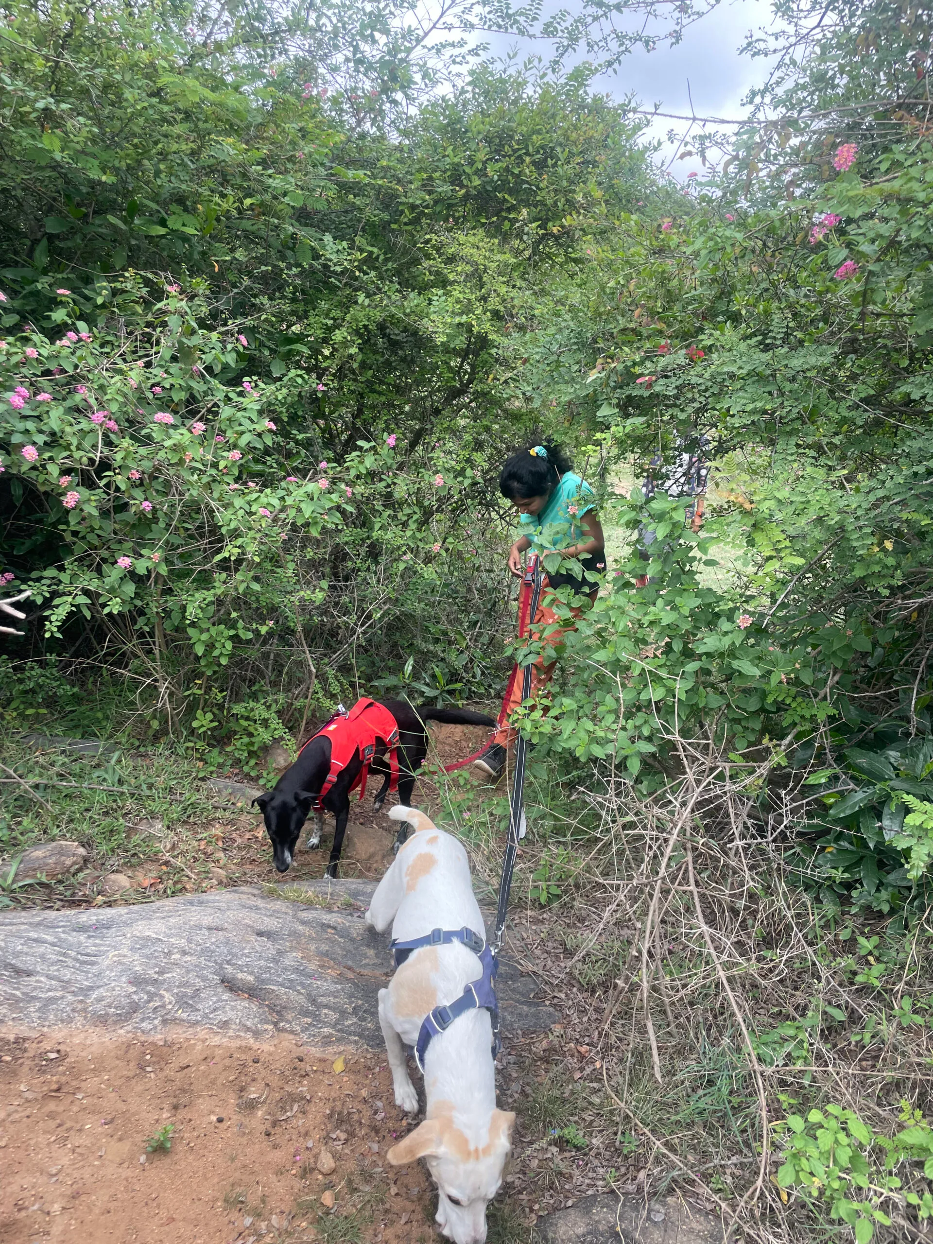 A guest walking two dogs along a flowering trail